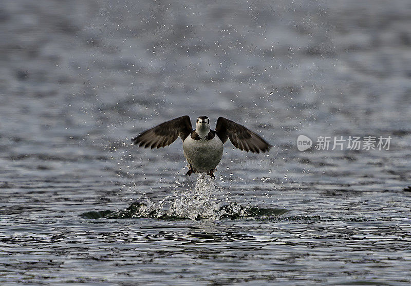 基特利茨海雀(Brachyramphus brevirostris)是在阿拉斯加和东西伯利亚水域发现的一种小型鱼。极度濒危物种。从水面上起飞，直接飞向镜头。